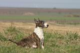 BULL TERRIER MINIATURE 336
